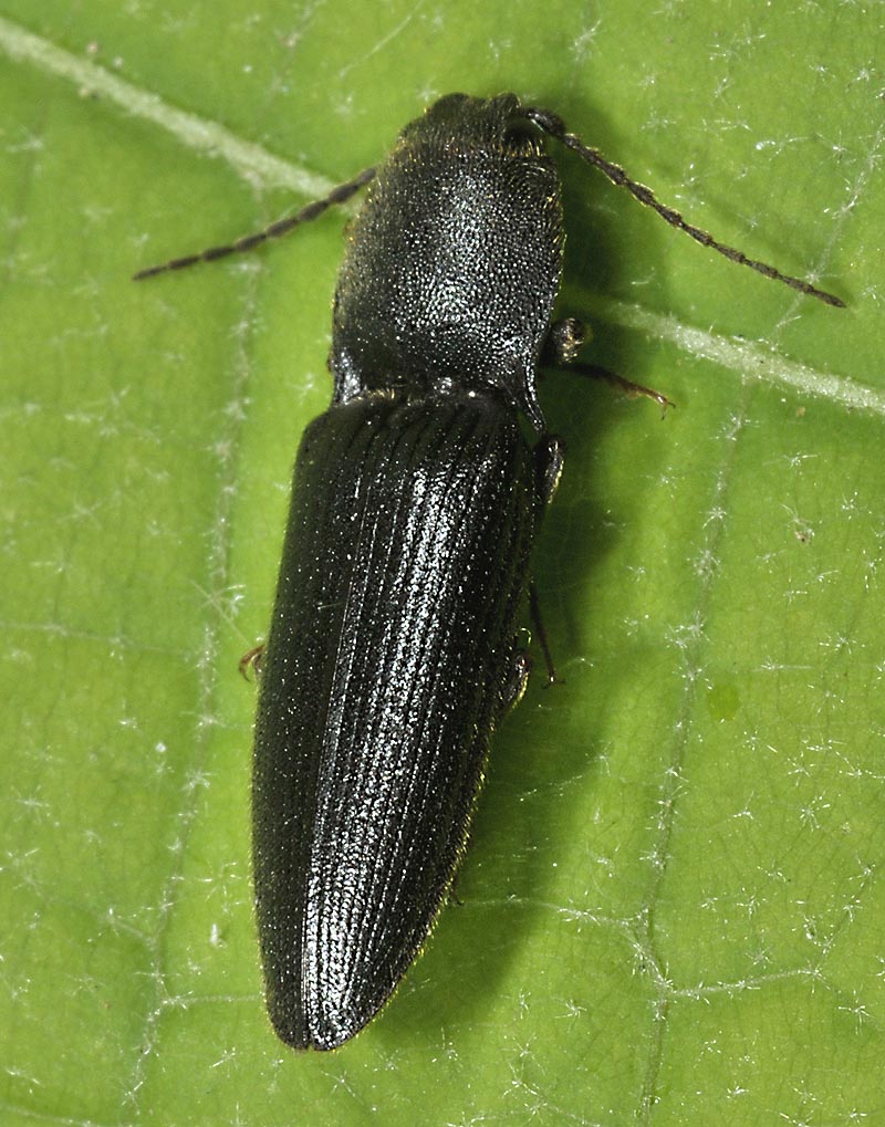 Elateridae da id.